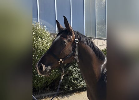 Weitere Warmblüter, Wallach, 5 Jahre, 168 cm, Brauner