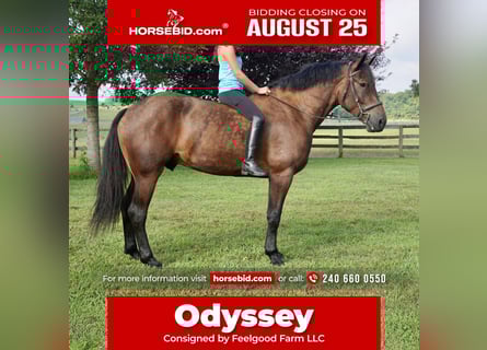 Weitere Warmblüter, Wallach, 5 Jahre, 168 cm, Rotbrauner