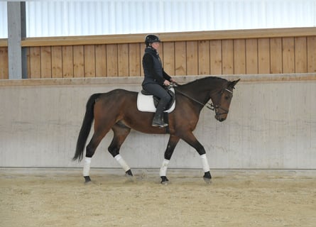 Weitere Warmblüter, Wallach, 5 Jahre, 170 cm