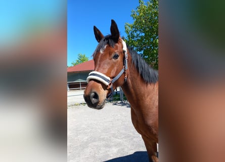 Weitere Warmblüter, Wallach, 5 Jahre, Brauner