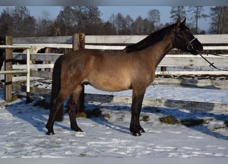 Weitere Warmblüter, Wallach, 6 Jahre, 156 cm, Buckskin