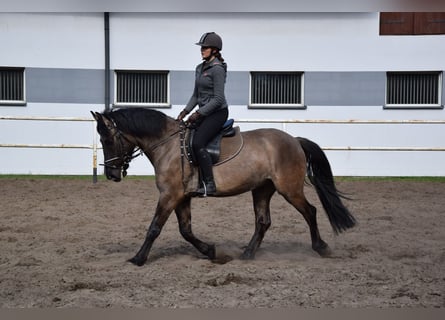 Weitere Warmblüter, Wallach, 6 Jahre, 156 cm, Falbe
