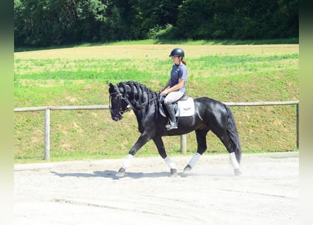 Weitere Warmblüter, Wallach, 6 Jahre, 157 cm, Rappe
