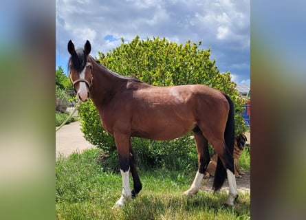 Weitere Warmblüter, Wallach, 6 Jahre, 160 cm, Brauner