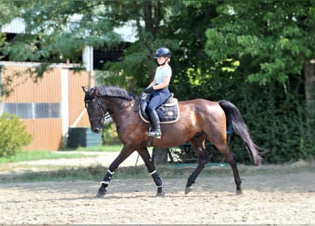 Weitere Warmblüter, Wallach, 6 Jahre, 166 cm, Dunkelbrauner