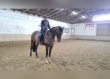 Weitere Warmblüter, Wallach, 6 Jahre, 168 cm, Brauner