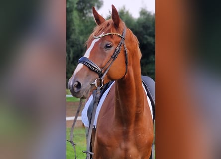 Weitere Warmblüter, Wallach, 6 Jahre, 170 cm, Fuchs