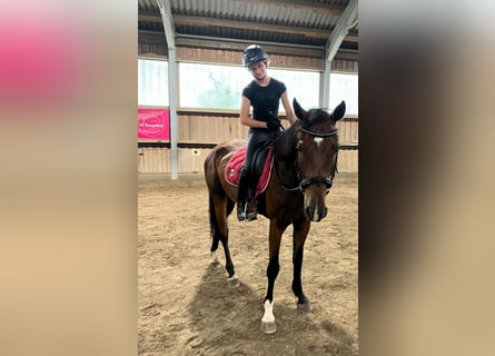 Weitere Warmblüter, Wallach, 6 Jahre