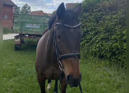Weitere Warmblüter, Wallach, 7 Jahre, 158 cm, Schwarzbrauner