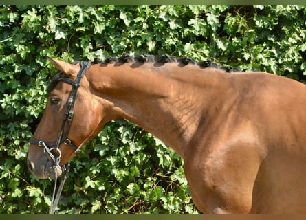 Weitere Warmblüter, Wallach, 7 Jahre, 160 cm, Brauner