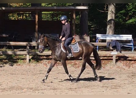 Weitere Warmblüter, Wallach, 7 Jahre, 161 cm, Dunkelbrauner