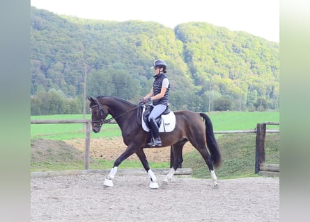Weitere Warmblüter, Wallach, 7 Jahre, 163 cm, Schwarzbrauner