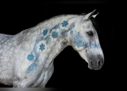 Weitere Warmblüter, Wallach, 7 Jahre, 165 cm, Apfelschimmel