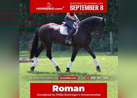 Weitere Warmblüter, Wallach, 7 Jahre, 165 cm, Rotbrauner