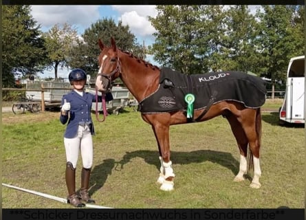 Weitere Warmblüter, Wallach, 7 Jahre, 170 cm, Dunkelfuchs