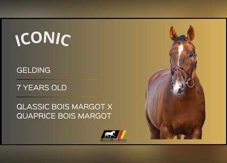 Weitere Warmblüter, Wallach, 7 Jahre, Brauner