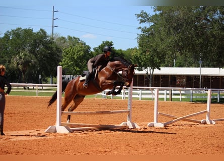 Weitere Warmblüter, Wallach, 7 Jahre