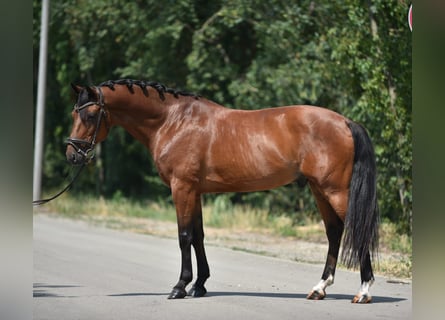 Weitere Warmblüter, Wallach, 8 Jahre, 155 cm, Brauner
