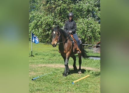 Weitere Warmblüter, Wallach, 8 Jahre, 157 cm, Brauner