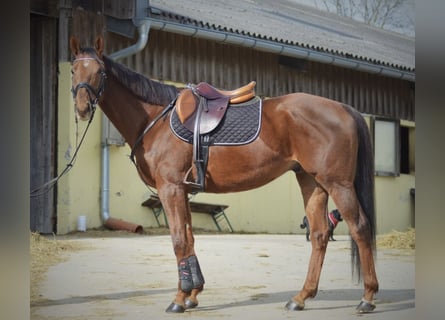 Weitere Warmblüter, Wallach, 8 Jahre, 165 cm, Dunkelfuchs