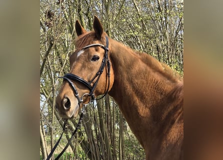Weitere Warmblüter, Wallach, 8 Jahre, 167 cm, Fuchs