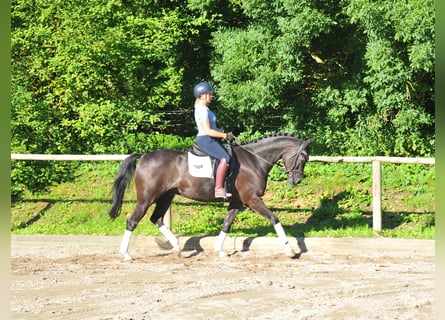 Weitere Warmblüter, Wallach, 8 Jahre, 167 cm, Rappe
