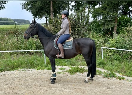 Weitere Warmblüter, Wallach, 8 Jahre, 169 cm, Rappe
