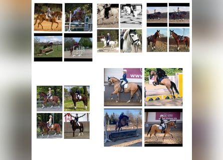 Weitere Warmblüter, Wallach, 8 Jahre, 170 cm, Dunkelfuchs