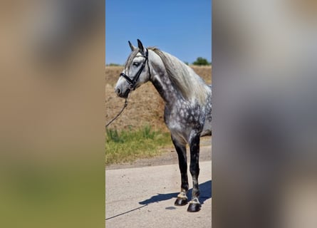 Weitere Warmblüter, Wallach, 8 Jahre, 170 cm