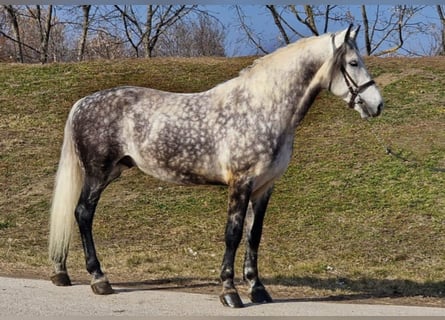 Weitere Warmblüter, Wallach, 8 Jahre, 170 cm, Schimmel