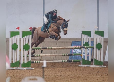 Weitere Warmblüter, Wallach, 8 Jahre, 172 cm, Fuchs
