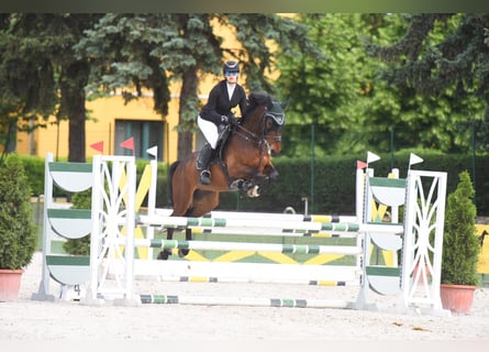Weitere Warmblüter, Wallach, 9 Jahre, 161 cm, Brauner