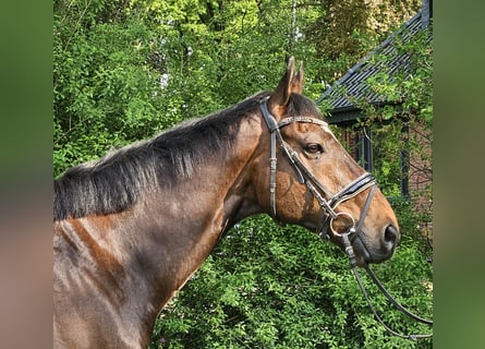Weitere Warmblüter, Wallach, 9 Jahre, 163 cm, Schwarzbrauner