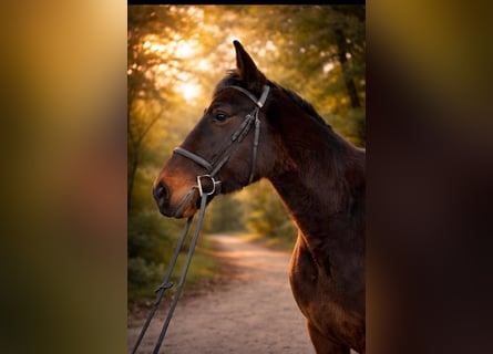 Weitere Warmblüter, Wallach, 9 Jahre, 164 cm, Dunkelbrauner