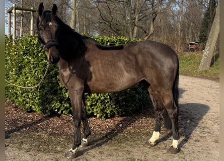Weitere Warmblüter, Wallach, 9 Jahre, 170 cm, Schwarzbrauner