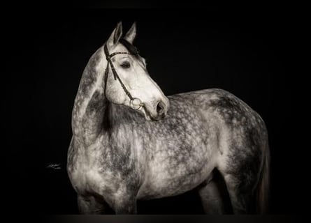 Weitere Warmblüter, Wallach, 9 Jahre, 178 cm, Schimmel