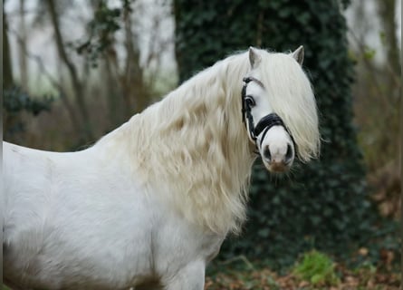 Welsh A (Mountain Pony), Gelding, 11 years, 11,2 hh, Gray