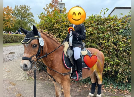 Welsh A (Mountain Pony), Gelding, 14 years, 11,1 hh, Chestnut-Red