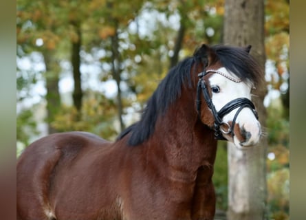 Welsh A (Mountain Pony), Gelding, 2 years, 11,2 hh, Brown