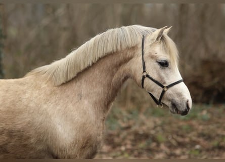 Welsh A (Mountain Pony), Gelding, 2 years, 11,2 hh, Can be white