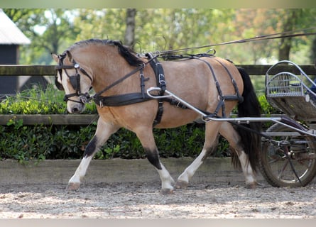 Welsh A (Mountain Pony), Gelding, 3 years, 11.1 hh, Buckskin