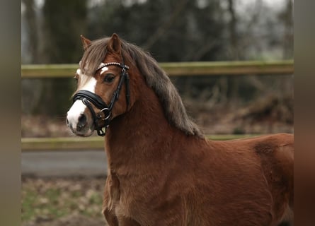 Welsh A (Mountain Pony), Gelding, 3 years, 11,1 hh, Chestnut