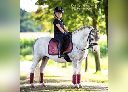 Welsh A (Mountain Pony), Gelding, 3 years, 11.1 hh, Gray