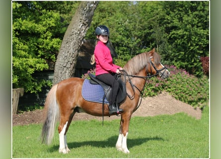 Welsh A (Mountain Pony), Gelding, 3 years, 11.2 hh, Chestnut-Red