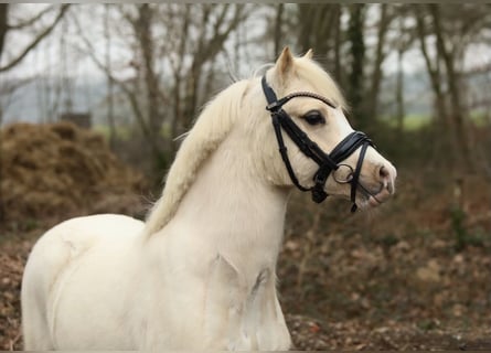 Welsh A (Mountain Pony), Gelding, 3 years, 11,2 hh, Palomino