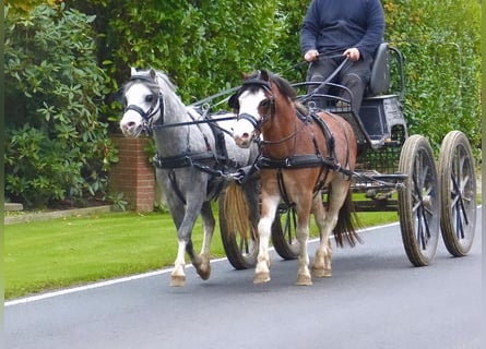 Welsh A (Mountain Pony), Gelding, 3 years, 11,2 hh, Roan-Bay