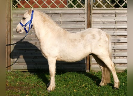 Welsh A (Mountain Pony), Gelding, 3 years, 11 hh, Palomino