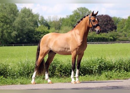 Welsh A (Mountain Pony), Gelding, 3 years, 13.3 hh, Dunalino
