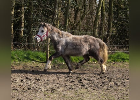 Welsh A (Mountain Pony), Gelding, 3 years, Gray