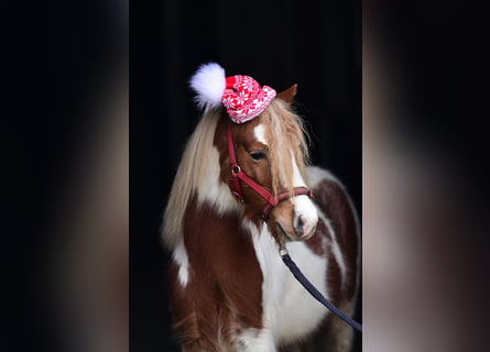 Welsh A (Mountain Pony), Gelding, 4 years, 10,1 hh, Pinto